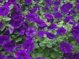 Ramblin _Nu Blue_