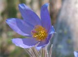   (Pulsatilla vulgaris)