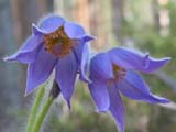   (Pulsatilla vulgaris)