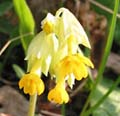  _     (Primula veris)