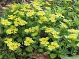   (Chisosplenium alternifolium)