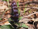   (Ajuga reptans)