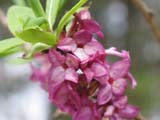   (Daphne mezereum)