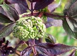    (Sambucus racemosa)
