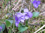   (Viola odorata)