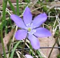   (Hepatica nobilis)