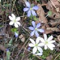   (Hepatica nobilis)