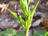   (Lathyrus vernus)