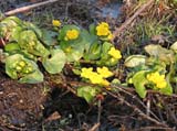   (Caltha palustris)