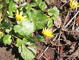   (Ficaria verna)