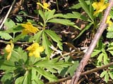   (Anemone ranunculoides)