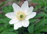   (Anemone nemerosa)