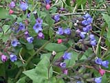 (Pulmonaria sp)