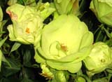 Greensleeves