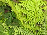 Woodvardia