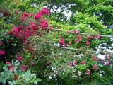 Excelsa