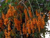 Duranta Plumeri