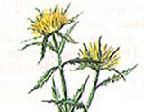 Carlina Biebersteinii