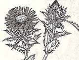 Carlina Biebersteinii