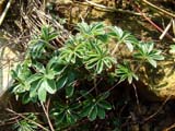   - Alchemilla alpina