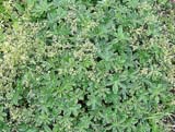   - Alchemilla alpina