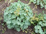 Alchemilla erythropoda