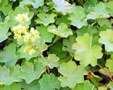 Alchemilla erythropoda