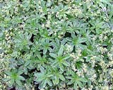   - Alchemilla alpina