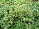  - Alchemilla alpina