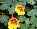 Tropaeolum tuberosum   