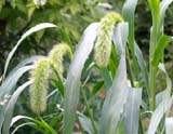  (Setaria)