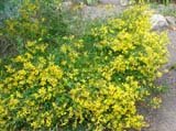  (Genista)
