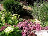   (Sedum Ewersii)