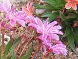 Lewisia Little Plum