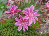 Lewisia Little Plum