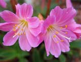 Lewisia cotyledon