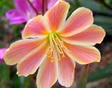 Lewisia Little Plum_   