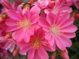 Lewisia cotyledon