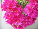 Lewisia cotyledon