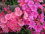 Lewisia Sunset-Strain