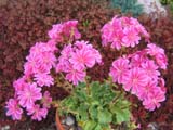 Lewisia cotyledon