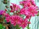 Lewisia cotyledon