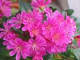 Lewisia cotyledon