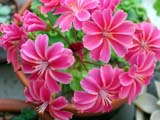 Lewisia cotyledon