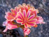 Lewisia cotyledon Regenbogen
