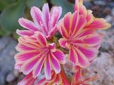 Lewisia cotyledon Regenbogen