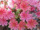 Lewisia cotyledon Regenbogen