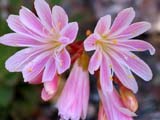 Lewisia cotyledon