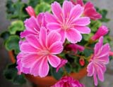 Lewisia cotyledon