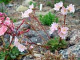 Lewisia cotyledon